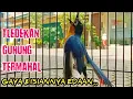 Download Lagu Tledekan gunung TERMAHAL‼️Volume \u0026 gayanya Edaan.