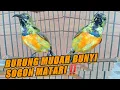 Download Lagu Ini kan yg kalian cari‼️Rawatan Sogon Matari [Lebih mirip konin kalo bunyi]