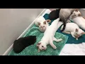 Rescued Flame point Siamese kittens purring like crazy Powers 5