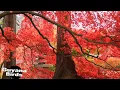 2025 BEST TRAINING SONG FOR TOWA TOWA | CURIO | BULLFINCH | PICOLET | CHESTNUT BELLIED SEED FINCH