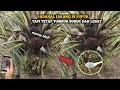 Download Lagu PADAHAL JARANG DI PUPUK!! TIPS AGAR TANAMAN KELAPA SAWIT TUMBUH SUBUR DAN LEBAT