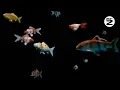 Download Lagu 💥 HD Video 3d Hologram Aquarium | 🎼 With Music