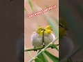 Download Lagu Zosterops japonicus #bird #birdslover #burungkacamata #pleci #shorts