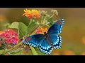 Download Lagu Peaceful Relaxing Instrumental Music, Meditation Calm Music, \