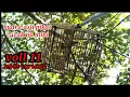 Download Lagu Suara asli pikat cucak ijo mini versi lebih fariatif