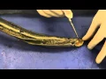 Lamprey Dissection 1