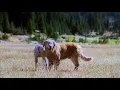 Download Lagu Sassy Back Together 🐶🐶🐱🥺