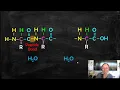 Peptide Bonds Forming a polypeptide