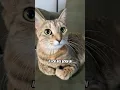 Lagu #cat #funny #catshorts #adorably #kitten #prettycat #funnycats #cute #pets #cutecat #kitty #memes #y