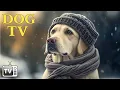 Download Lagu DOG TV: Video Endless Entertainment for Dogs This Coming Winter - Anti Anxiety Music for Lonely Dog