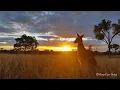 Download Lagu Gentle Relaxing Meditation Music • Beautiful Nature Australia, Instant Calm (Amazing Australia) ★ 84