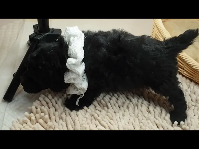 動画