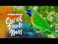 TEMBAKAN TAJAM CUCAK KINOI GACOR KESURUPAN AMPUH BUAT PANCINGAN - MANUK KICAU