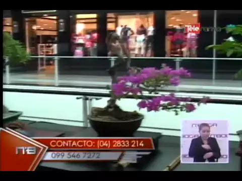 El Arte de los Bonsai City Mall - Guayaquil