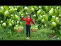 Download Lagu Harvesting Many Guava Fruit Go To Village Sell For Villager - Pig Farming, Lots of Chickens