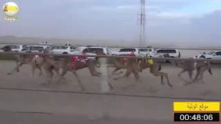 الشوط 4 أدعج لـ سيف سالم حمد الدرعي شارة الصندوق الجمعة 2019 04 5 الرقيعات فطامين 