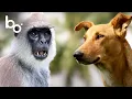 Download Lagu Anjing vs. Monyet: Perjuangan untuk Supremasi | Pertarungan Hewan Liar | Alam | Alfa