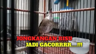 Download JONGKANGAN BISU LANGSUNG JADI GACOR DENGAN PANCINGAN INI MP3