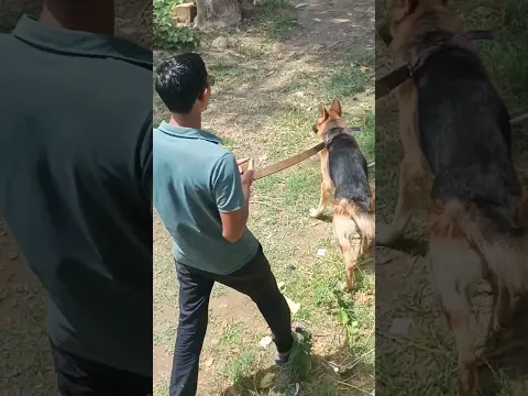 गार्डन में मजे ले रहा है #meradog #brhamapushkaryatraaction9435