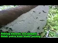 Download Lagu Sungguh luar biasa panjang madunya,fulll meleleh#panen#madu#hutan#alam#Lebahapisdorsata