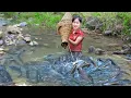Download Lagu Harvesting Catfish in the Flood Season To Sell At The Market - Farm Life | Ly Tieu Kha