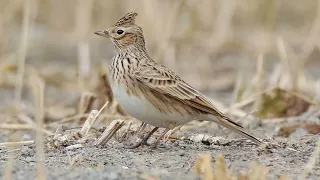 صوت فع ال لصيد المطوق الزرعي الجرجس Allodola Skylark Best Hunting Sound  صوت فع ال لصيد المطوق الزرعي الجرجس Allodola Skylark Best Hunting Sound
