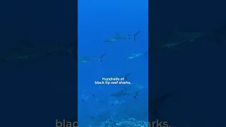 Most People Dream of This Place… 🦈🌊