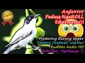 Download Lagu Masteran Burung Luar Negeri Suara Super Pedas Ngerol Edan - Eastern Orphean Warbler HD AUDIO