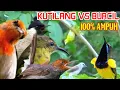Download Lagu Suara Pikat Burung Kecil Ampuh❗Kombinasi Sogon Dan Kutilang
