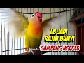 Lagu Lovebird Jadi Gampang Ngekek dan RAJIN BUNYI, Dengan Pancingan Lovebird GACOR Ngekek Panjang ini