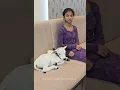 Lagu Pet Mini cows in my house  Below 1 Feet Height #viral #tiktok #trending #miniature #youtube