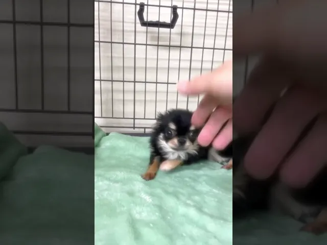 動画