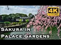Download Lagu 4K Japan - Sakura at Imperial Palace East Gardens  皇居東御苑