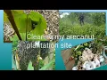 Download Lagu From Bush to Bliss: Clearing my Arecanut Plantation