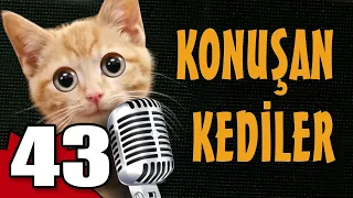 Konuşan Kediler 43 - En Komik Kedi Videoları