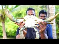 6000 രൂപയുടെ ഞണ്ടിനെ കറിവെച്ചു തിന്നാൻ തീരുമാനിച്ചു. .GiantMud Crab Cooking 