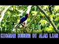Download Lagu SUARA RIUH KICAUAN BURUNG LIAR DI DALAM HUTAN