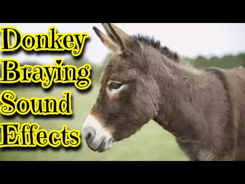 Download MP3 Donkey Braying Sound Effects