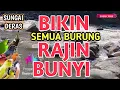 BUKA PARUH‼️ Suara Deras Air Sungai  Bikin Burung Rajin Bunyi, 1 Jam Terapi Burung Macet dan Stres