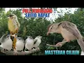 Download Lagu MASTERAN CIBLEK SAWAH ISIAN CILILIN COCOK UNTUK PAUD CIWAH MATERI CEPAT MASUK