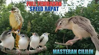 masteran ciblek sawah isian cililin cocok untuk paud ciwah materi cepat masuk