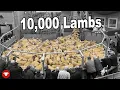 Huge sale of STORE LAMBS Can we buy some