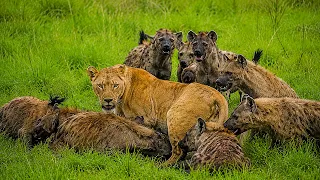 a pack of hyenas surrounded the defenseless lioness but then something incredible happened 