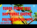 Download Lagu suara punai siul \u0026 punai gading MP3 (riam adungan)