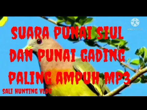 Download MP3 suara punai siul \u0026 punai gading MP3 (riam adungan)