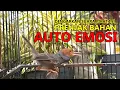 Download Lagu Agar birahi prenjak naik coba di pancing suara Prenjak tamu lokal GACOR ini untuh latih EMOSI Tarung