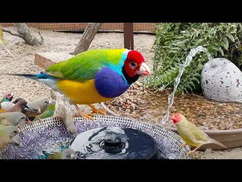 Mixed Aviary Birds Gouldian Star Finch society Finches Owl Finch Bourke and More