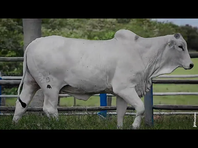 Novilha Nelore SGN - 2690