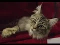 Maine Coon Cats Meet the Breed with Petco