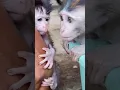 Lagu “Cici Protested Bath Time… While Yumi Stayed Calm and Snuggled! 🐵🛁❤️”